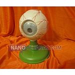 eye Model eye Model